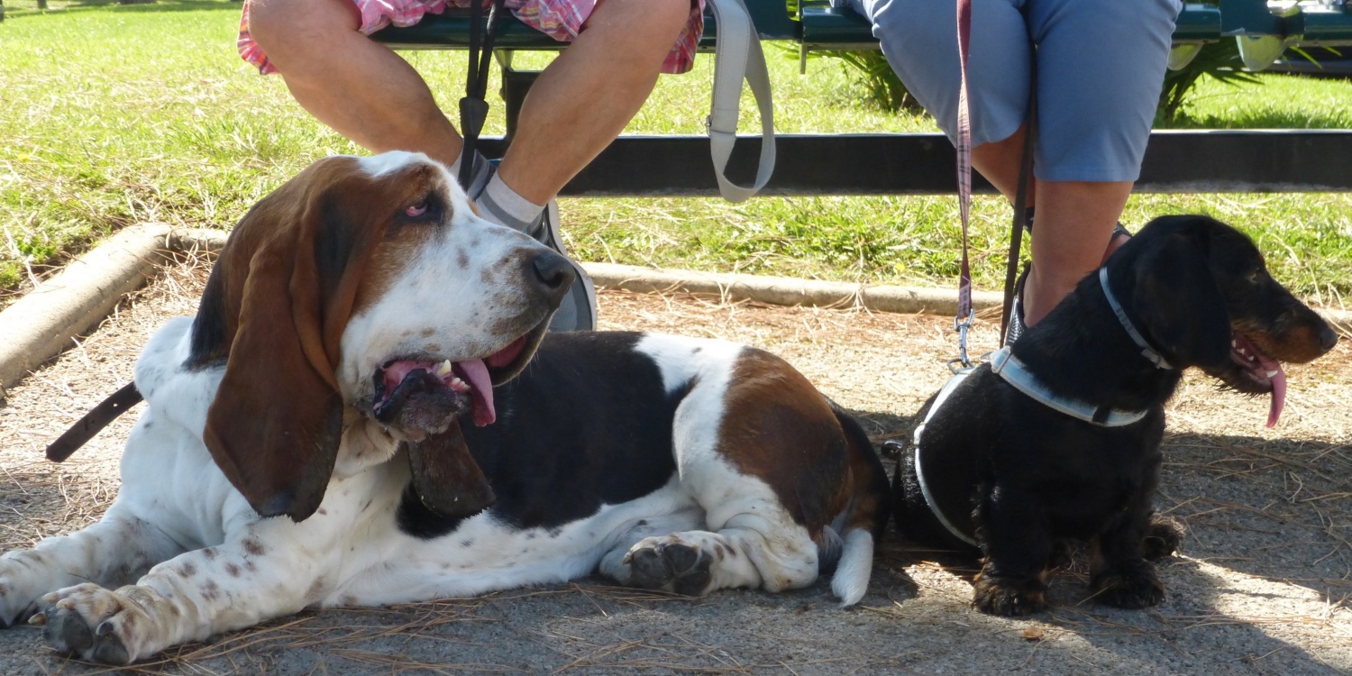 Five Hound Dogs That Are Perfect for Becoming Family Pets